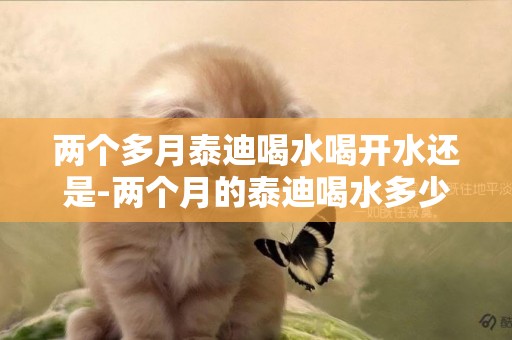 兩個多月泰迪喝水喝開水還是-兩個月的泰迪喝水多少