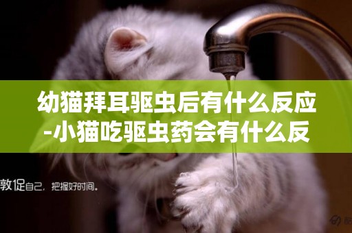 幼貓拜耳驅蟲后有什么反應-小貓吃驅蟲藥會有什么反應