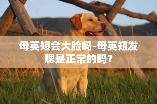 母英短會大臉嗎-母英短發腮是正常的嗎？