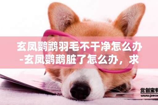 玄鳳鸚鵡羽毛不干凈怎么辦-玄鳳鸚鵡臟了怎么辦，求教