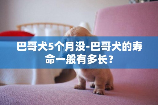 巴哥犬5個月沒-巴哥犬的壽命一般有多長？