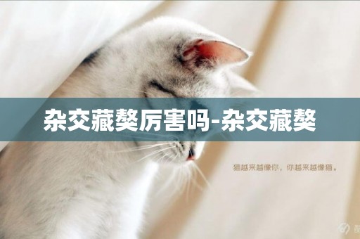 雜交藏獒厲害嗎-雜交藏獒