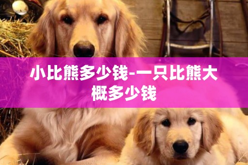 小比熊多少錢-一只比熊大概多少錢
