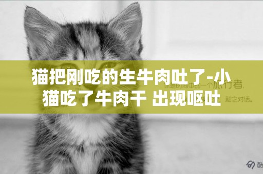 貓把剛吃的生牛肉吐了-小貓吃了牛肉干 出現嘔吐