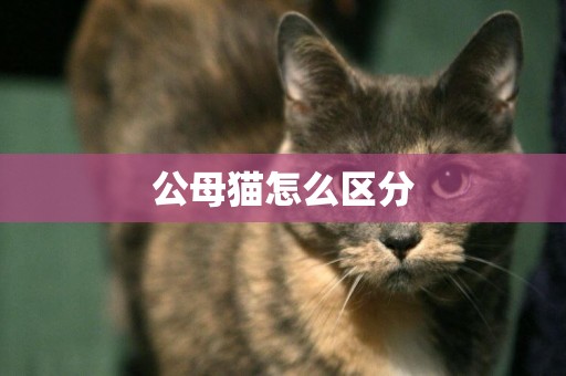 公母貓怎么區分