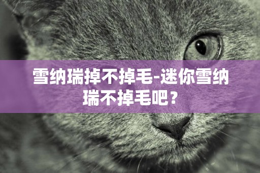 雪納瑞掉不掉毛-迷你雪納瑞不掉毛吧？