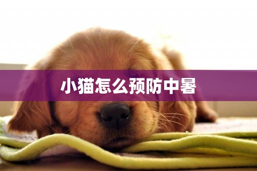 小貓怎么預防中暑