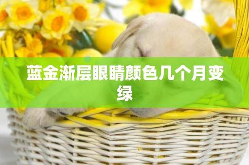 藍金漸層眼睛顏色幾個月變綠