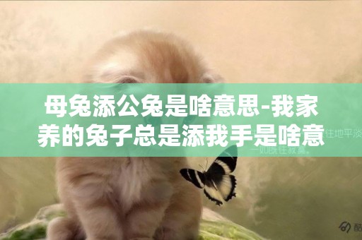 母兔添公兔是啥意思-我家養的兔子總是添我手是啥意思？