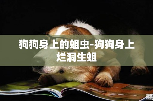 狗狗身上的蛆蟲-狗狗身上爛洞生蛆