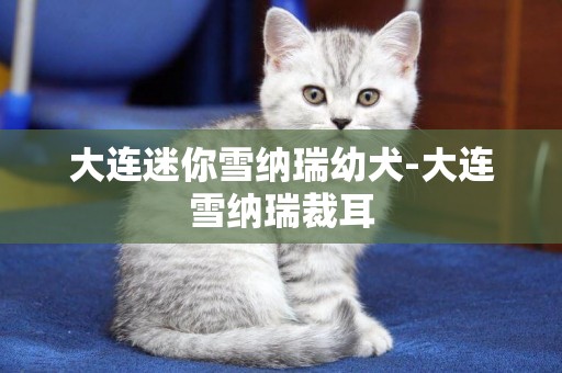 大連迷你雪納瑞幼犬-大連雪納瑞裁耳