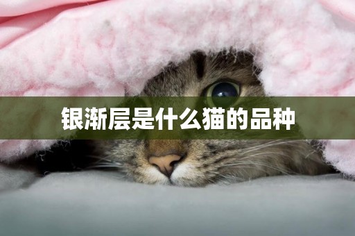 銀漸層是什么貓的品種