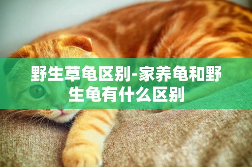 野生草龜區別-家養龜和野生龜有什么區別