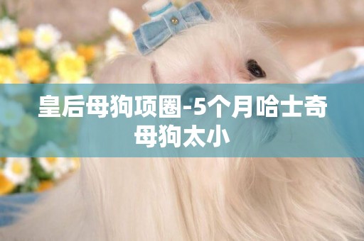 皇后母狗項圈-5個月哈士奇母狗太小