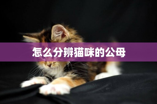 怎么分辨貓咪的公母