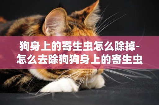狗身上的寄生蟲怎么除掉-怎么去除狗狗身上的寄生蟲