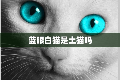 藍眼白貓是土貓嗎