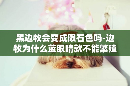 黑邊牧會變成隕石色嗎-邊牧為什么藍眼睛就不能繁殖了？隕石色又指的是什么呢？