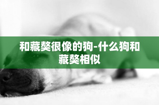 和藏獒很像的狗-什么狗和藏獒相似