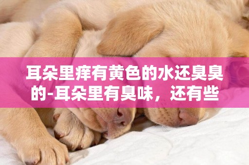 耳朵里癢有黃色的水還臭臭的-耳朵里有臭味，還有些黃色的液體是怎么回事