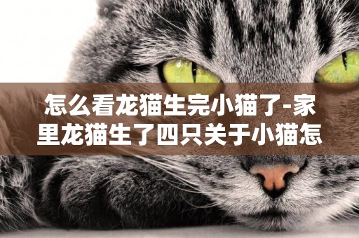 怎么看龍貓生完小貓了-家里龍貓生了四只關于小貓怎么喂養