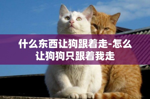 什么東西讓狗跟著走-怎么讓狗狗只跟著我走