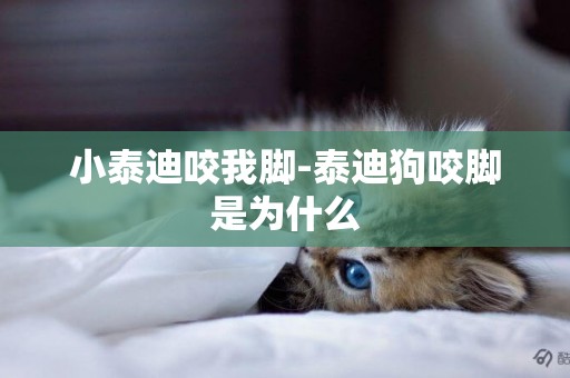 小泰迪咬我腳-泰迪狗咬腳是為什么