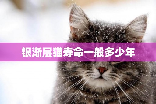 銀漸層貓壽命一般多少年