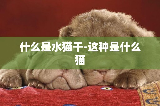 什么是水貓干-這種是什么貓