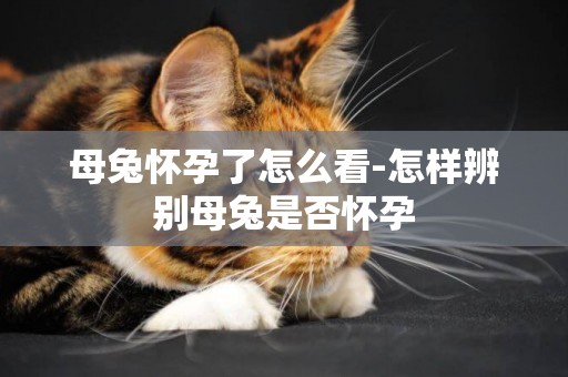 母兔懷孕了怎么看-怎樣辨別母兔是否懷孕