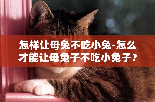 怎樣讓母兔不吃小兔-怎么才能讓母兔子不吃小兔子？