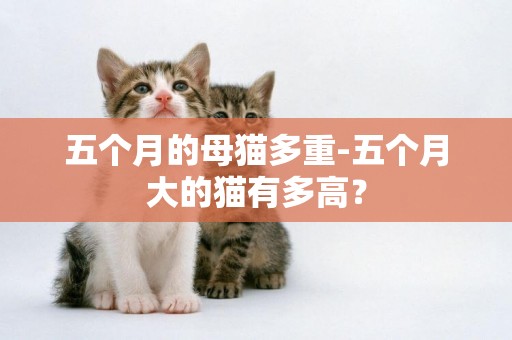 五個月的母貓多重-五個月大的貓有多高？
