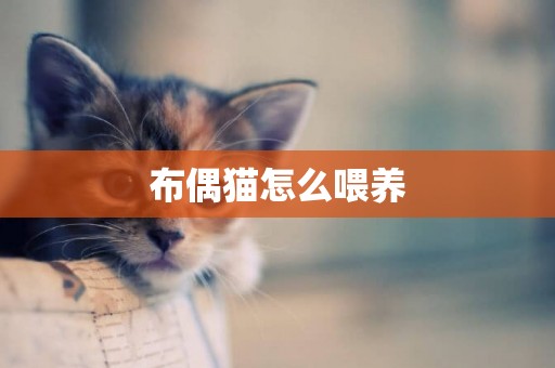 布偶貓怎么喂養