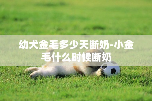 幼犬金毛多少天斷奶-小金毛什么時候斷奶