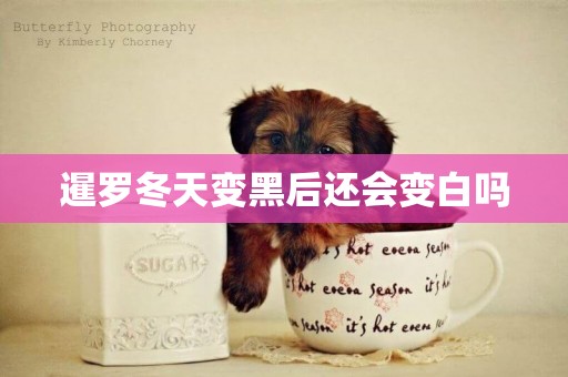 暹羅冬天變黑后還會變白嗎