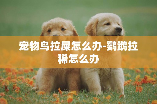 寵物鳥拉屎怎么辦-鸚鵡拉稀怎么辦