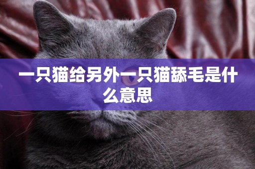 一只貓給另外一只貓舔毛是什么意思