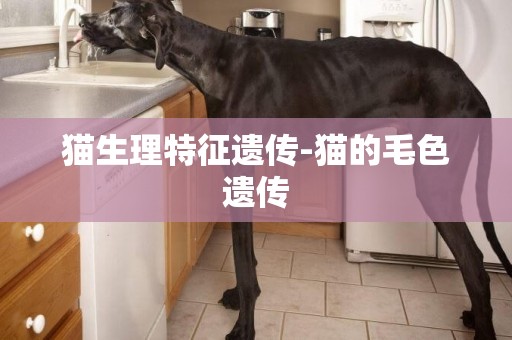 貓生理特征遺傳-貓的毛色遺傳