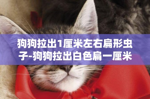 狗狗拉出1厘米左右扁形蟲子-狗狗拉出白色扁一厘米長的蟲子該怎么辦