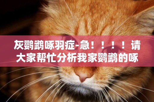 灰鸚鵡啄羽癥-急！！！！請大家幫忙分析我家鸚鵡的啄羽癥