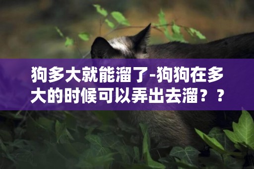 狗多大就能溜了-狗狗在多大的時候可以弄出去溜？？