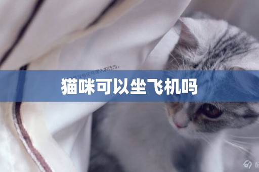 貓咪可以坐飛機嗎