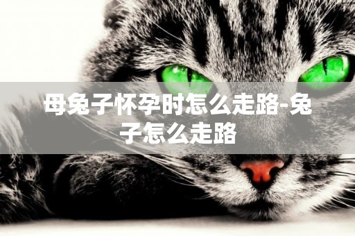 母兔子懷孕時怎么走路-兔子怎么走路