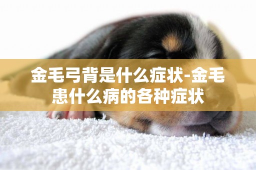 金毛弓背是什么癥狀-金毛患什么病的各種癥狀