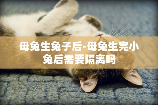 母兔生兔子后-母兔生完小兔后需要隔離嗎