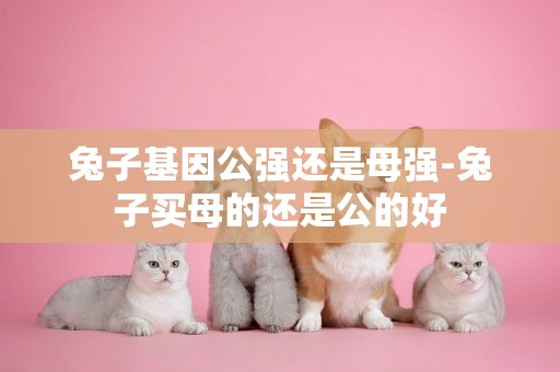 兔子基因公強還是母強-兔子買母的還是公的好