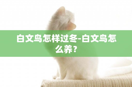 白文鳥怎樣過冬-白文鳥怎么養？