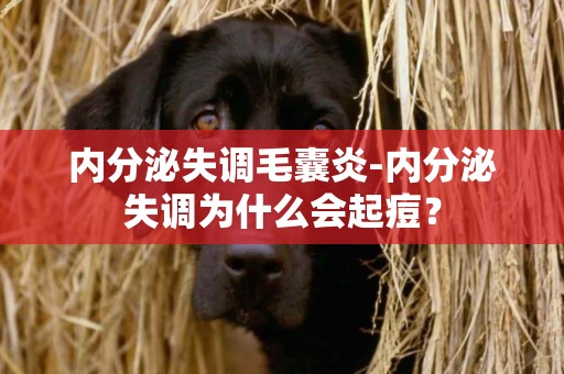 內分泌失調毛囊炎-內分泌失調為什么會起痘？