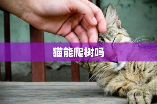 貓能爬樹嗎