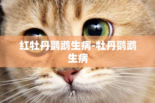 紅牡丹鸚鵡生病-牡丹鸚鵡生病